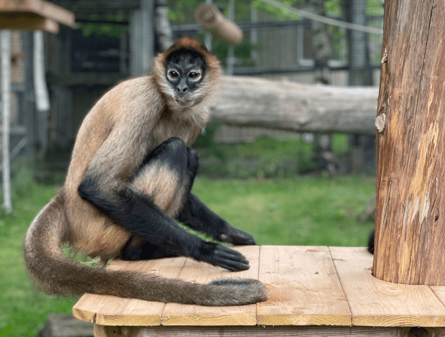 Singe-araignée de Geoffroy