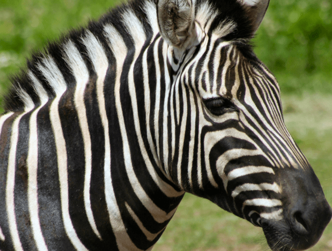 Other ANIMALS LIVING IN THE AFRICAN SECTION