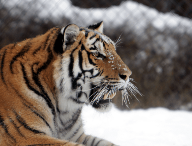 Aider à protéger les tigres