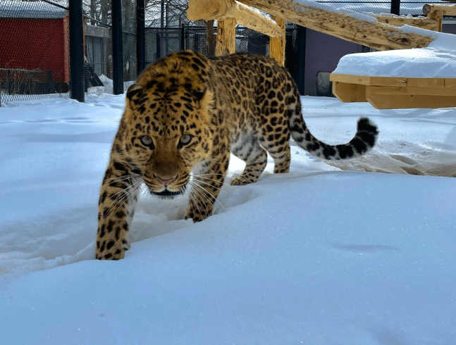 Amur Leopard
