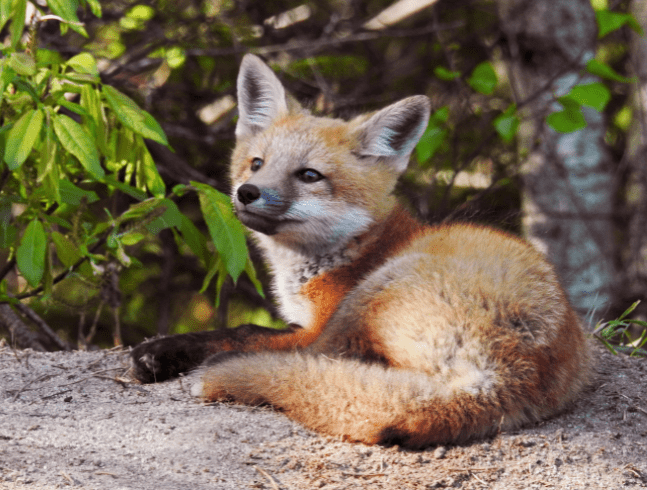 HOW YOU CAN HELP WOODLAND ANIMALS IN THE WILD