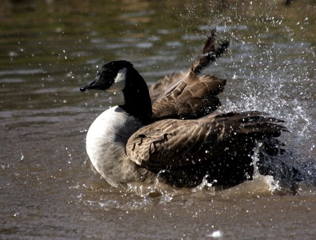 OTHER ANIMALS LIVING IN THE AMERICAS SECTION