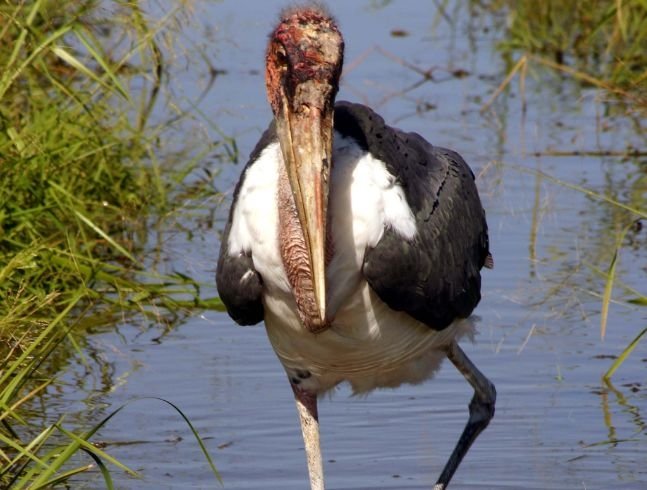 Other ANIMALS LIVING IN THE AFRICAN SECTION