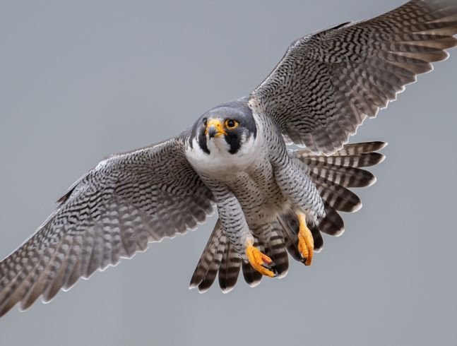 The Magnetic Hill Zoo is taking action for birds
