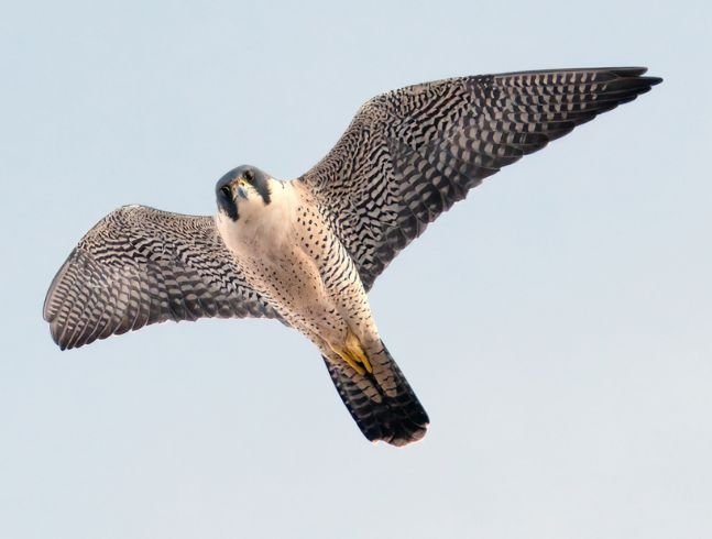 Peregrine falcon nest cam