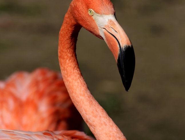 INFORMATIONS SUPPLÉMENTAIRES