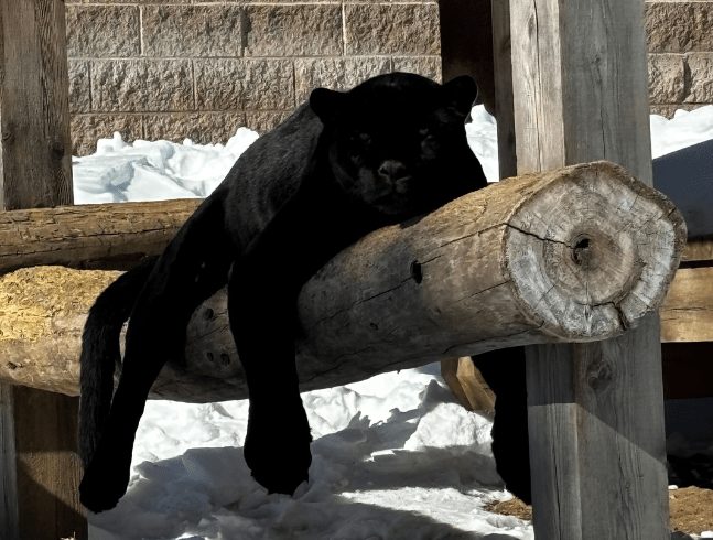 WINTER OPENINGS EVENT TICKETS