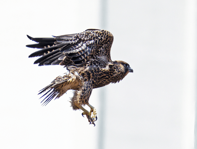 À propos du fonds de conservation du Zoo