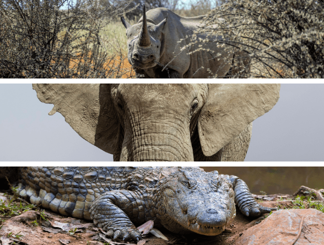 QU’EST-CE QU’UNE ÉCAILLE?