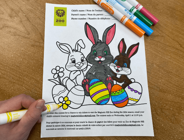 Colouring contest