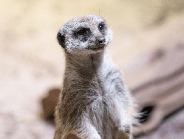 CE QUE VOUS POUVEZ FAIRE POUR AIDER LES ANIMAUX À PLUMES ET À ÉCAILLES DANS LA NATURE