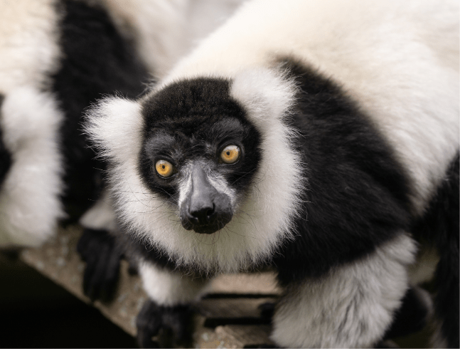CE QUE VOUS POUVEZ FAIRE POUR NOUS AIDER LORS DE VOTRE PROCHAINE VISITE AU ZOO