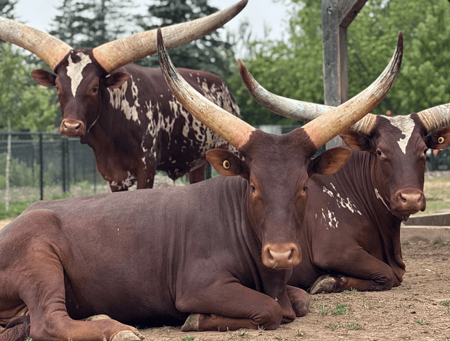 LE ZOO DE MAGNETIC HILL DÉFEND LES OISEAUX