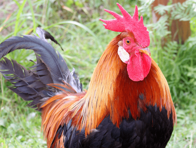 PLUS D'ANIMAUX QUI VIVENT DANS LA SECTION DE DÉCOUVERTE