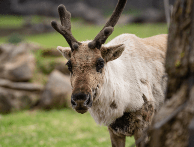 CARIBOU DES BOIS