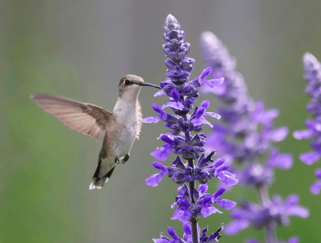 ECOFEST EVENT TICKETS