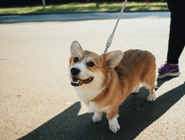 DOG KENNELS