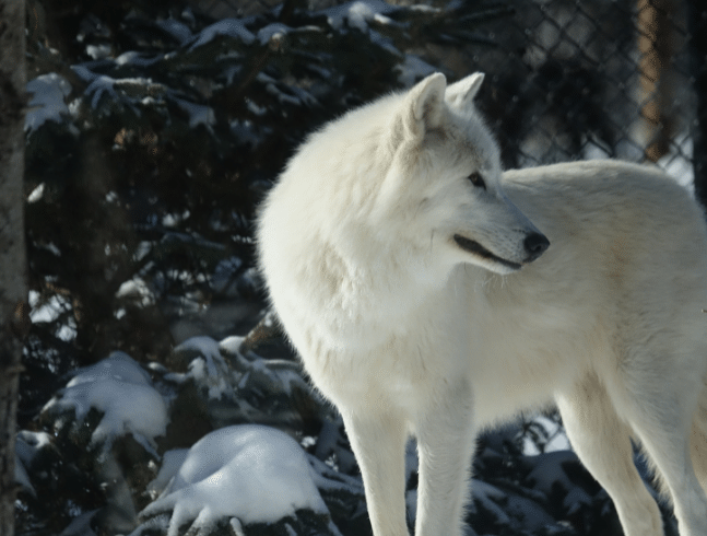Loup de la baie d’Hudson